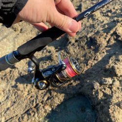 早めの秋イカ開幕