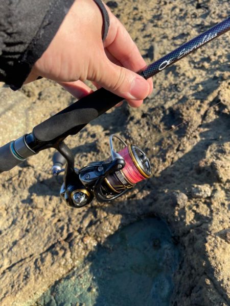 早めの秋イカ開幕