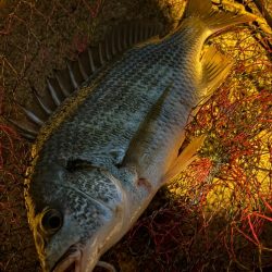 ヘチってきました