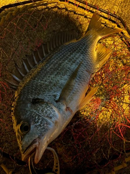 ヘチってきました