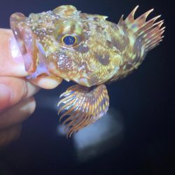 魔界の激安ジグヘッドの貫通は良き