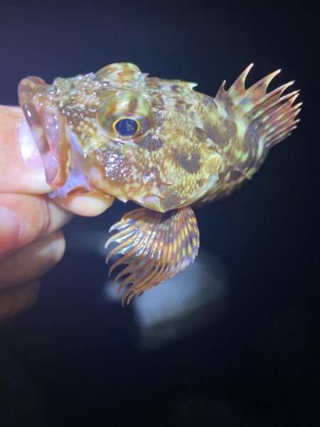 魔界の激安ジグヘッドの貫通は良き