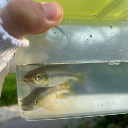 カワムツと遊ぶ