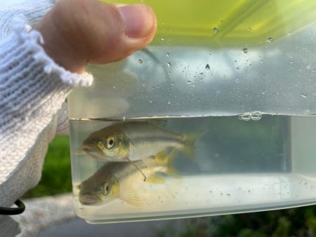 カワムツと遊ぶ