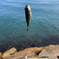 シロギス釣り！