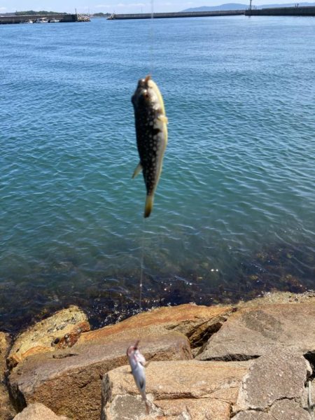 シロギス釣り！