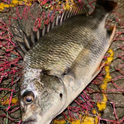 ヘチってきました