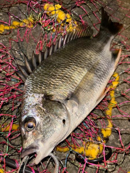 ヘチってきました