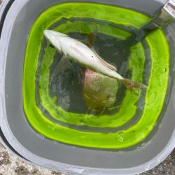 遠投サビキ　鯛二連掛けえ