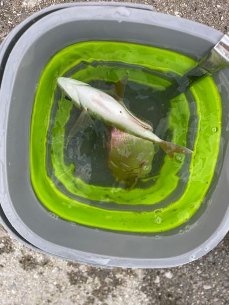 遠投サビキ　鯛二連掛けえ