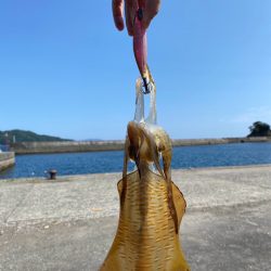 晩夏のエギング