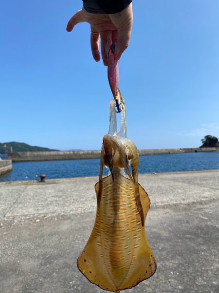 晩夏のエギング