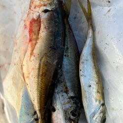 ジグサビキ　25