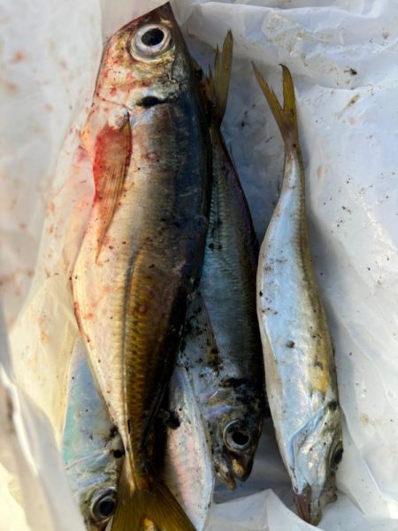 ジグサビキ　25