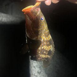 ライトロックゲーム