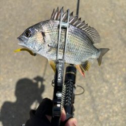 サヨリング、キビング