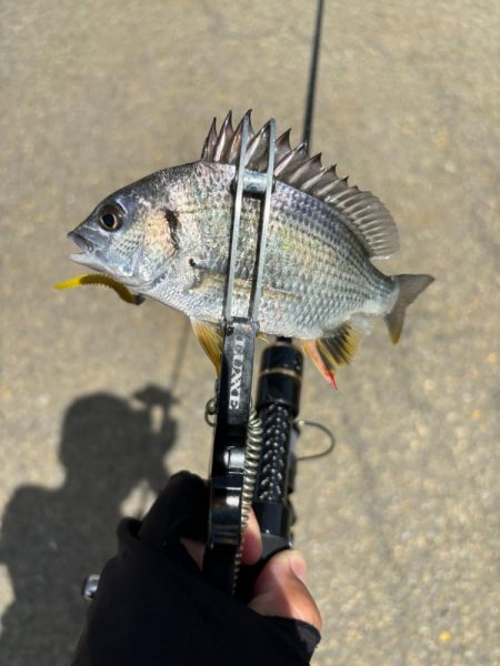 サヨリング、キビング