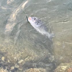 チニング歴2年目で