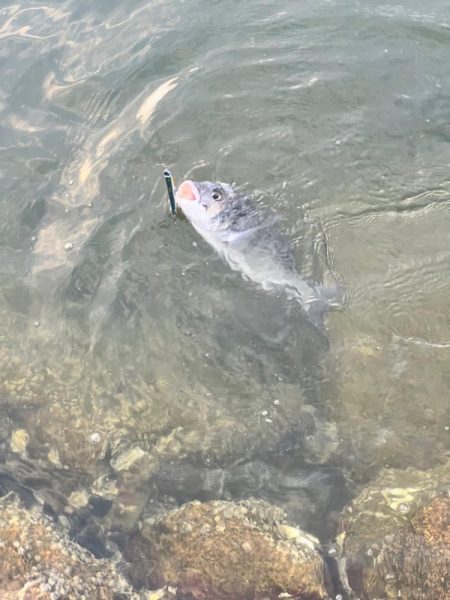 チニング歴2年目で