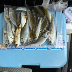 キス釣り、アジ釣り