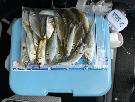 キス釣り、アジ釣り