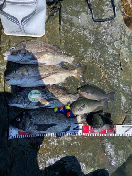 釣れれば40cmオーバーのチヌ