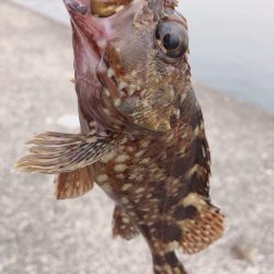 台風一過のエギング
