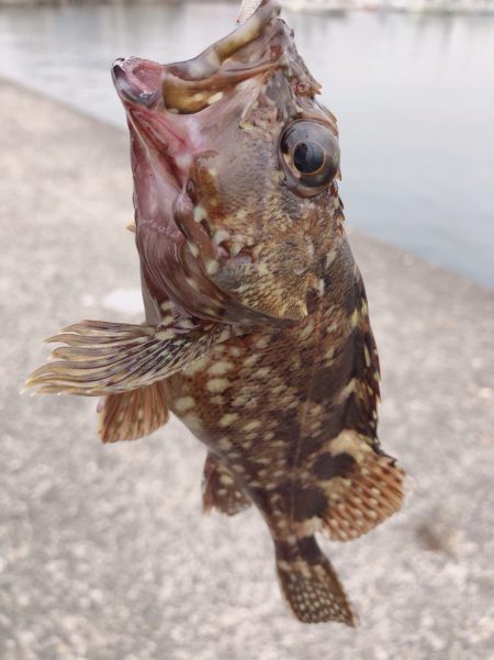 台風一過のエギング