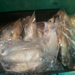 南伊勢のイカメタル