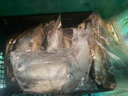 南伊勢のイカメタル