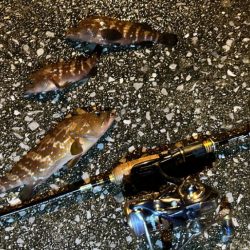 アコウ活性高！