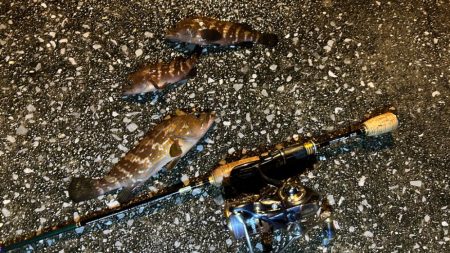 アコウ活性高！