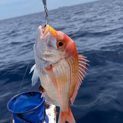 マイボートで残暑のアマダイ釣行！