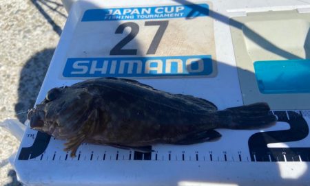 夏バテのシロギスタ