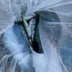 アジの活性があがってきた！