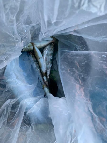 アジの活性があがってきた！