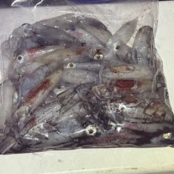 姫路離島ケンサキイカ｜ハズレ年ながら一瞬の時合いで！