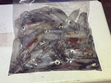 姫路離島ケンサキイカ｜ハズレ年ながら一瞬の…