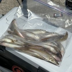 アタリは少ないけど釣れたらデカいのが多い！