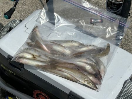 アタリは少ないけど釣れたらデカいのが多い！…