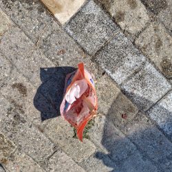 清掃活動：子供の夏休み