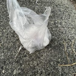 清掃活動：イワシフィーバー中