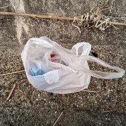 清掃活動：アジのみ