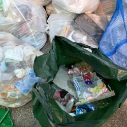 清掃活動：ジグサビキ　17