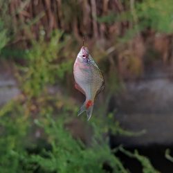 奈良の大型バラタナゴ