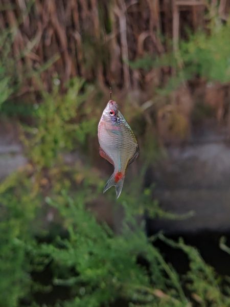 奈良の大型バラタナゴ