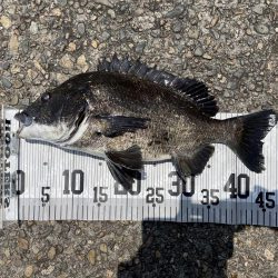 イチノ兄弟、釣果!