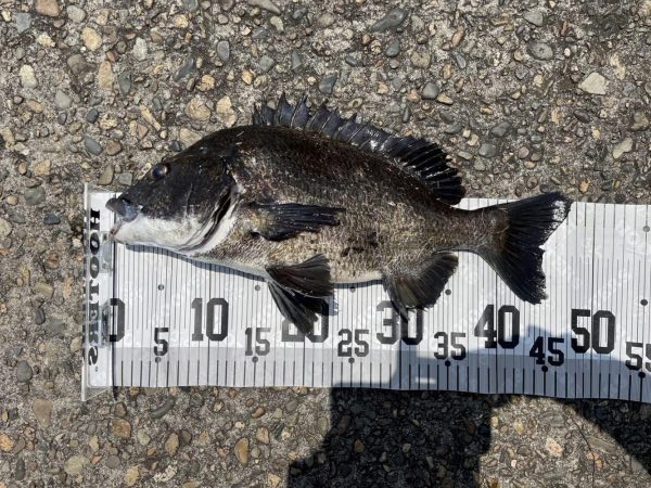 イチノ兄弟、釣果!