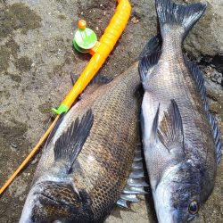 Wチヌキャッチャー