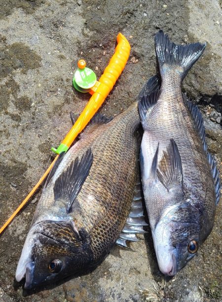 Wチヌキャッチャー